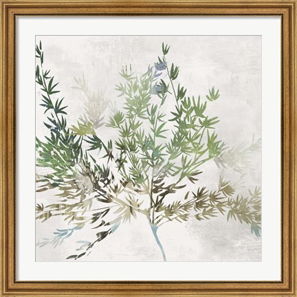 Framed Olive Branch Print