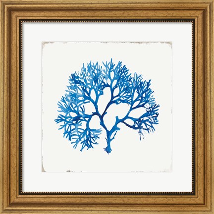 Framed Blue Coral II Print