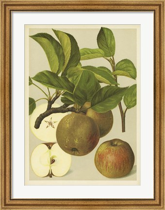 Framed Russet Apples I Print