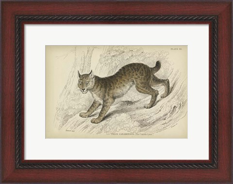 Framed Felis Canadenis Lynx Print