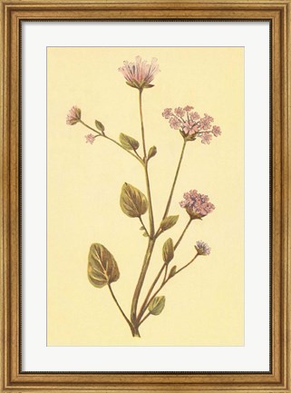 Framed Abronia Turbinata Print