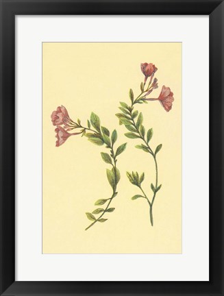 Framed Epilobium Rigidum Print