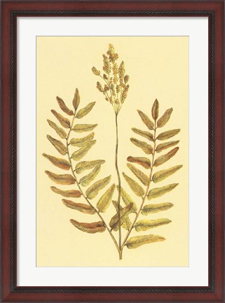 Framed Flowering Fern Print