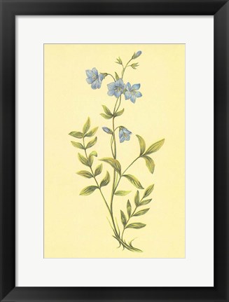 Framed Greek Valerian Print