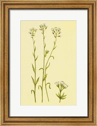 Framed Smooth Rock Cress Print