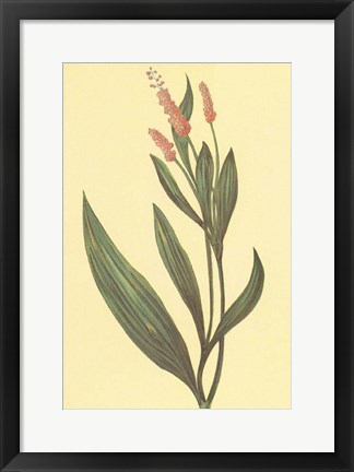 Framed Water Knotweed Print