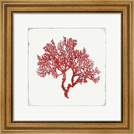 Framed Red Coral II Print