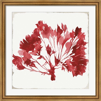 Framed Red Coral IV Print