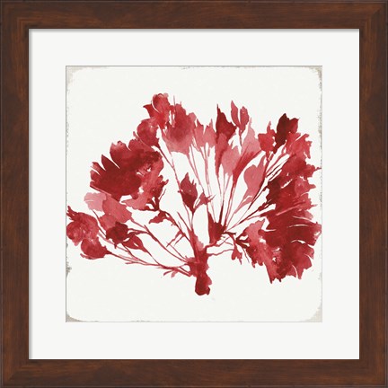 Framed Red Coral IV Print