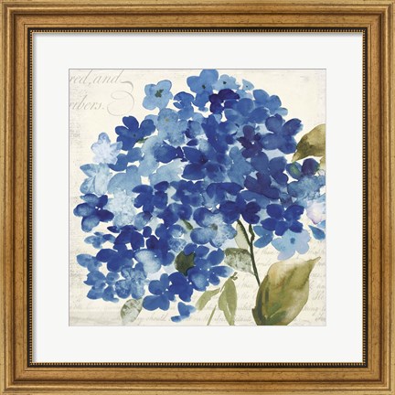 Framed Hampton Hydrangea II Print