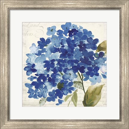 Framed Hampton Hydrangea II Print