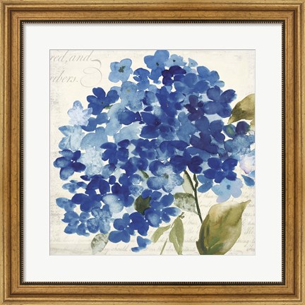 Framed Hampton Hydrangea II Print