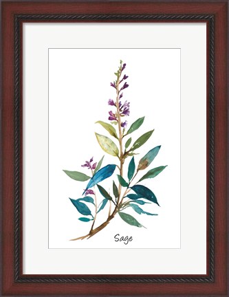 Framed Sage II Print