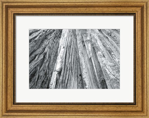 Framed Redwoods Forest IV BW Print