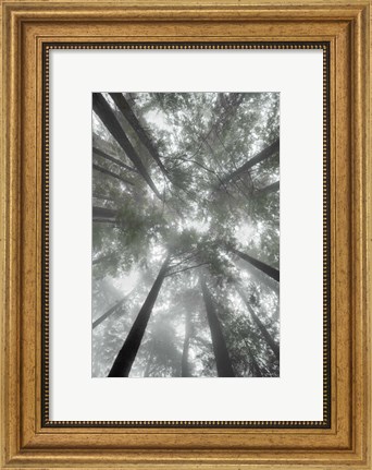 Framed Fir Trees I Bright Print