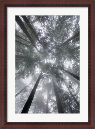 Framed Fir Trees I Print