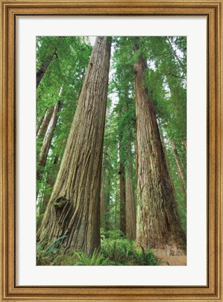 Framed Redwoods Forest I Print