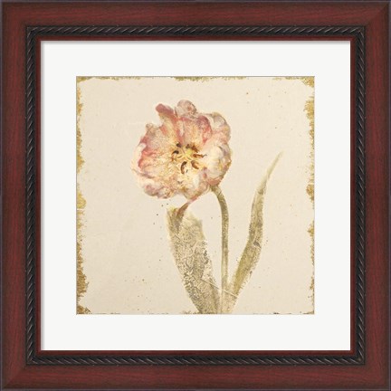 Framed Vintage May Wonder Tulip Crop Print