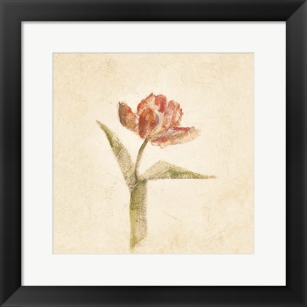 Framed Flaming Parrot Tulip on White Crop Print