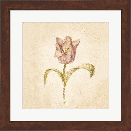 Framed Blue Parrot Tulip on White Crop Print