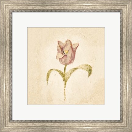 Framed Blue Parrot Tulip on White Crop Print