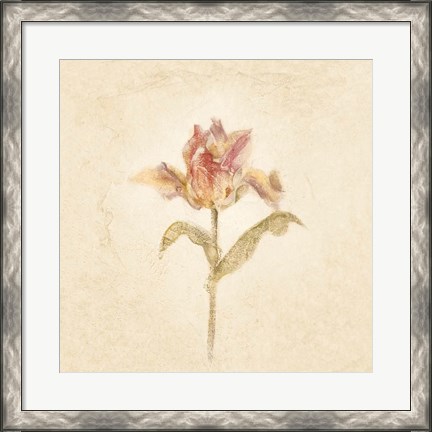 Framed Zoomer Schoon Tulip on White Crop Print