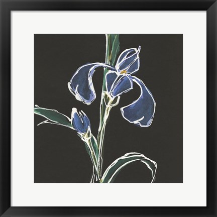 Framed Iris on Black IV Print