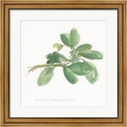 Framed Sweet Marjoram Print