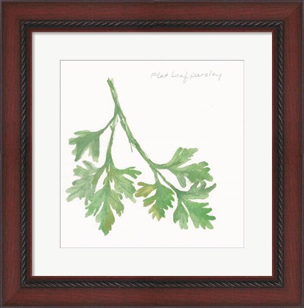 Framed Flat Leaf Parsley Print