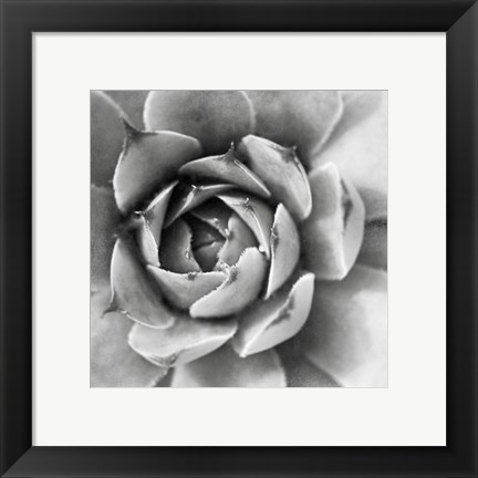 Framed Garden Succulent II Print