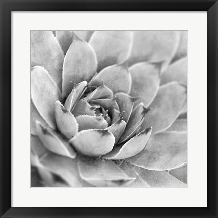 Framed Garden Succulent IV Print