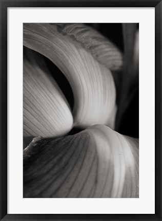 Framed Iris Abstract II Print