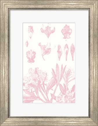 Framed Rose Quartz Rhododendron on White Print