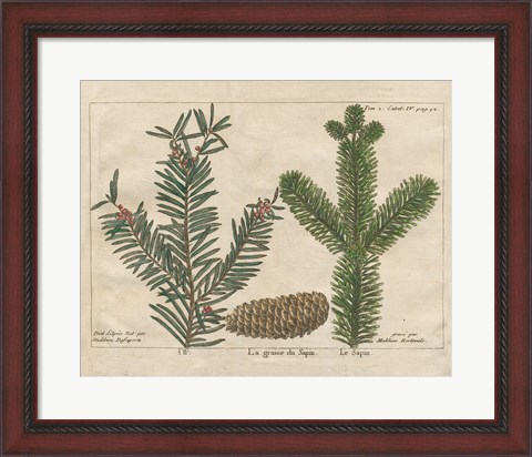 Framed Antique Botanical XXII Print