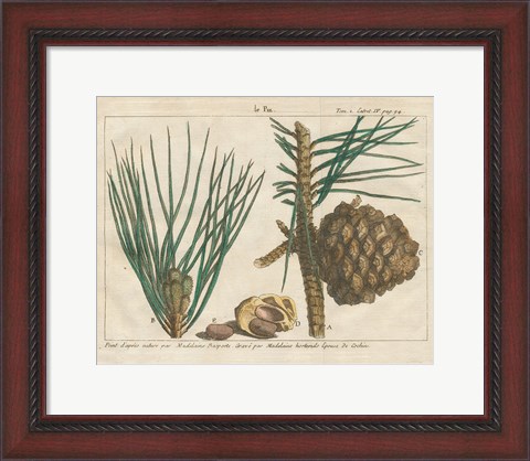 Framed Antique Botanical XXI Print