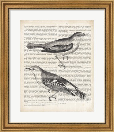 Framed Vintage Birds on Newsprint Print