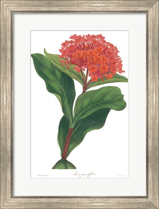 Framed Harlequin Floral on White Print