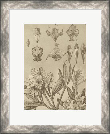 Framed Rhododendrons Print