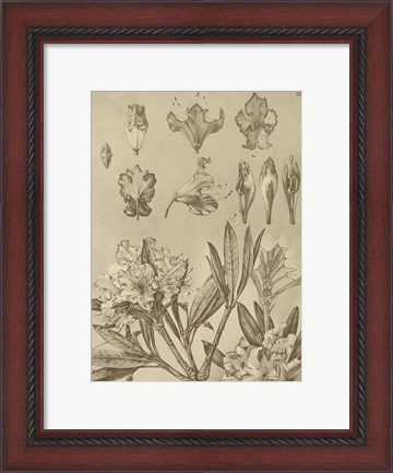 Framed Rhododendrons Print