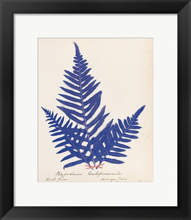 Framed Botanical Fern XI Blue Print