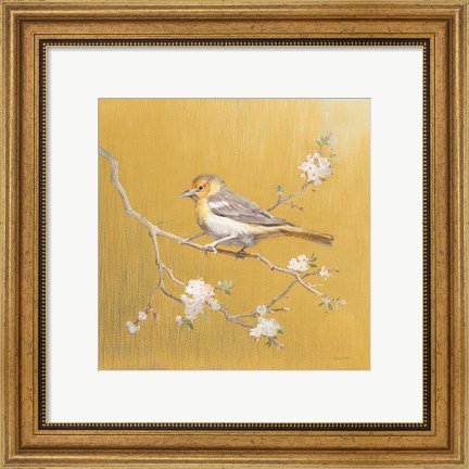 Framed Northern Oriole on Gold Print