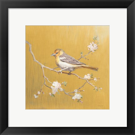 Framed Northern Oriole on Gold Print