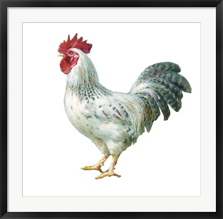 Framed Noble Rooster IV on White Print