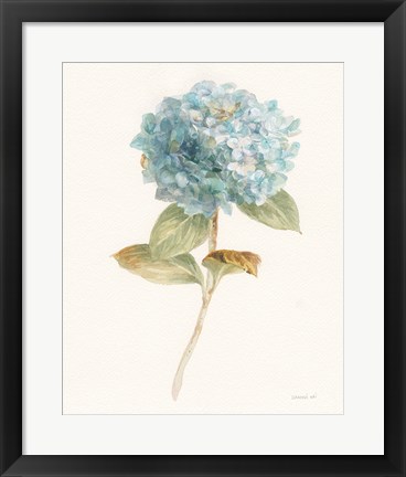 Framed Garden Hydrangea Print