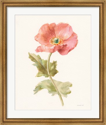 Framed Garden Poppy Print