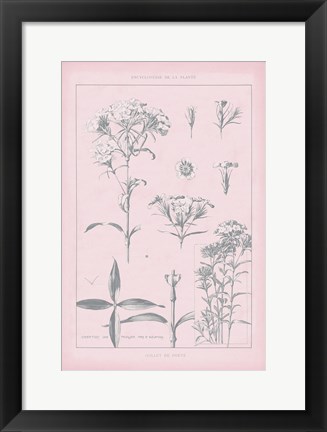 Framed Rose Quartz Phlox Print