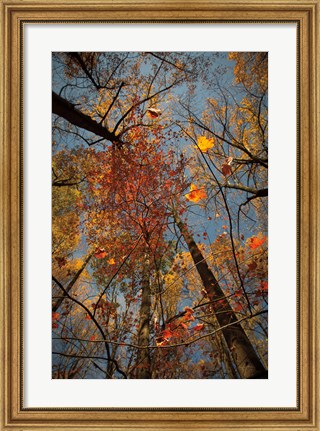 Framed Looking Up II Print