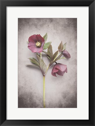 Framed Vintage Hellebore Study V Print