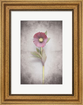 Framed Vintage Hellebore Study VI Print