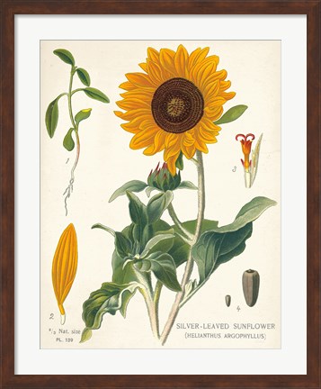 Framed Sunflower Chart on Ivory Print